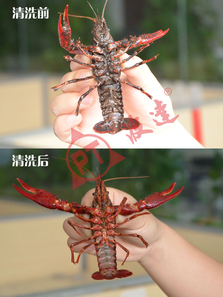 清洗效果2.jpg